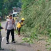 Rumpun Bambu Tumbang di Jalan Singaparna-Garut