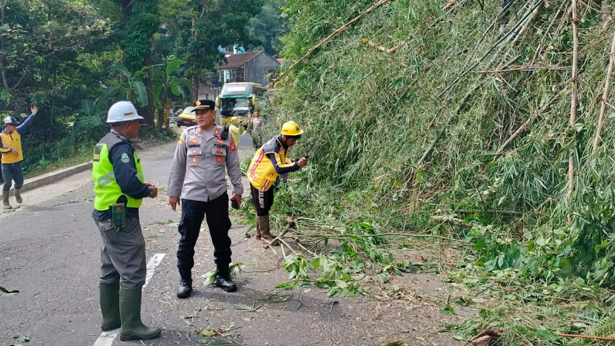 Rumpun Bambu Tumbang di Jalan Singaparna-Garut