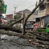 pohon besar tumbang di Jalan Cigeureung