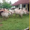 sapi di sdn ciangir