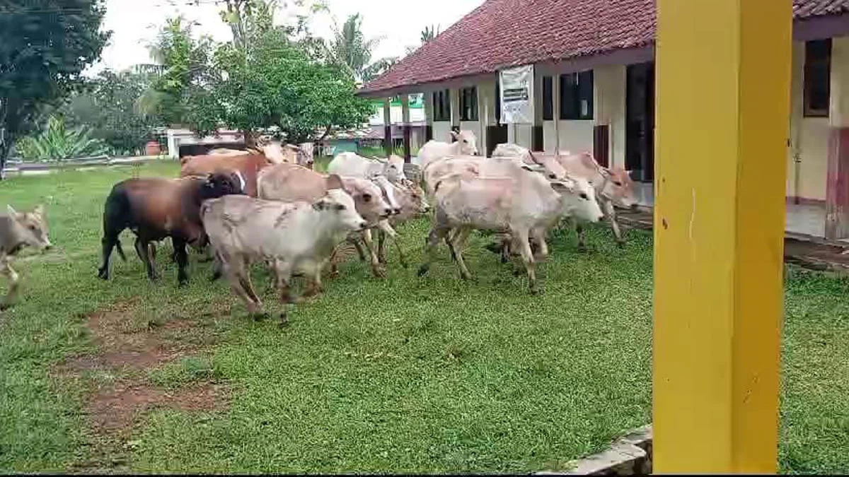 sapi di sdn ciangir