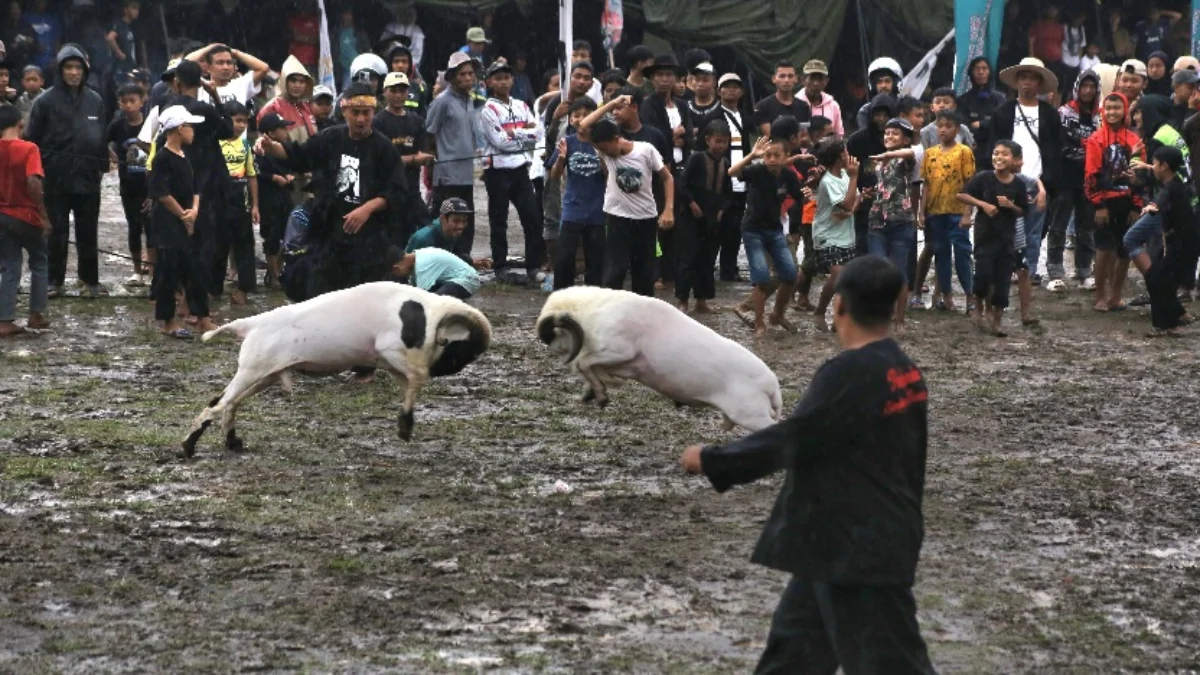 Ketangkasan domba garut