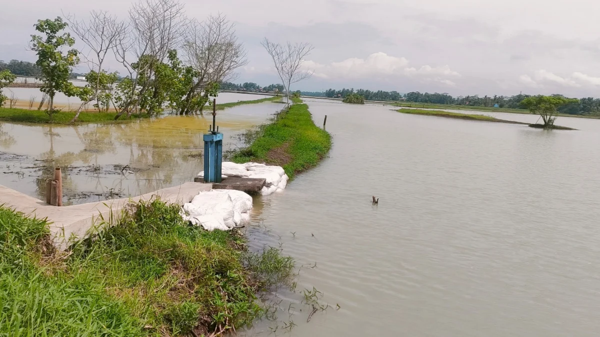 Lahan sawah