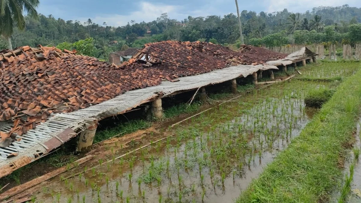 Kandang Ayam di Tasikmalaya Ambruk