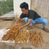 Kayu Manis Bojonggambir