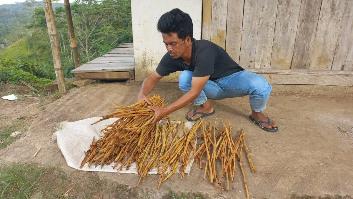 Kayu Manis Bojonggambir