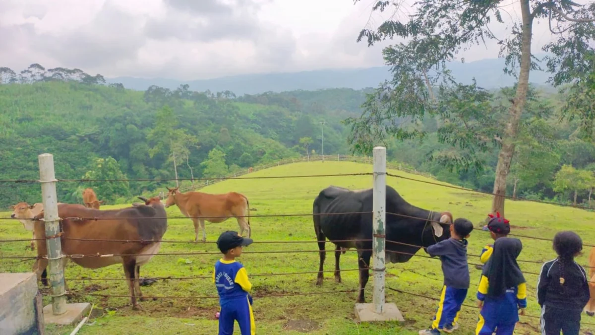 Mini Ranch Sapi Pasundan