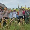 Panen Raya Jagung di Desa Cinunjang