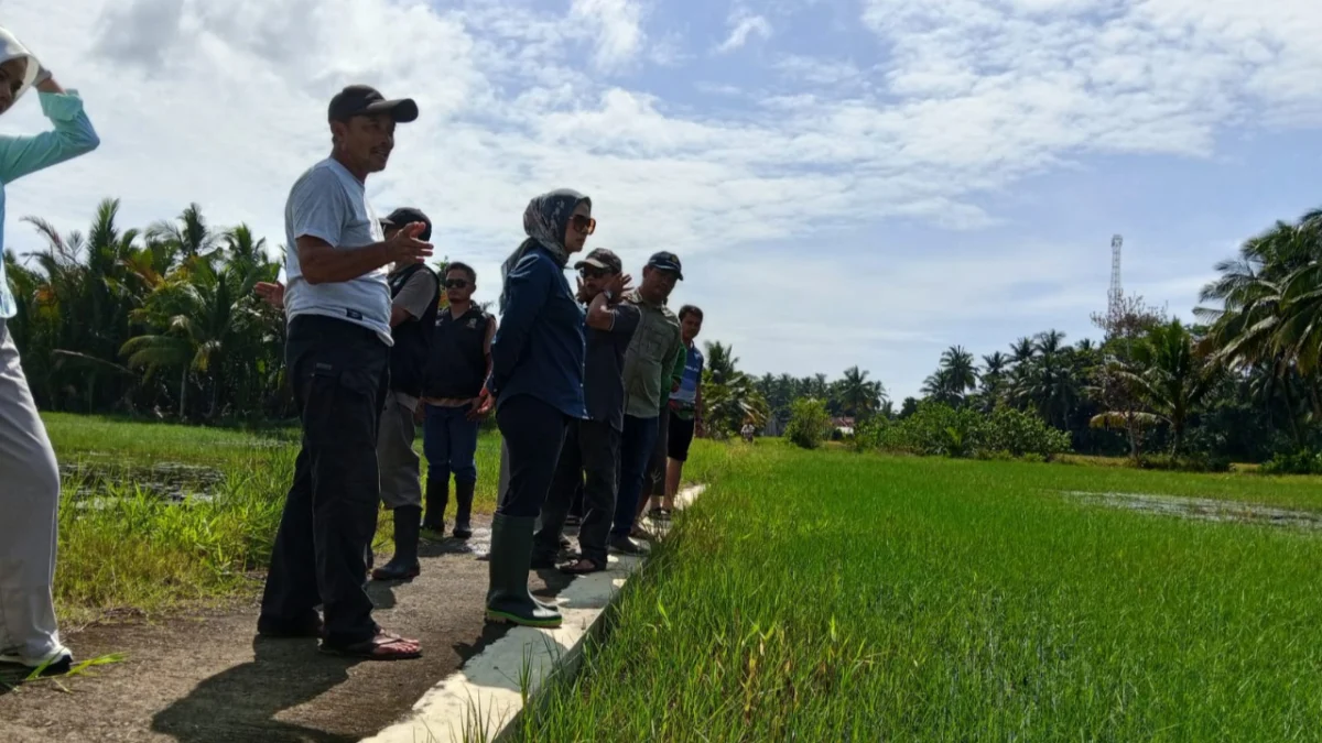 Sawah terendam air laut