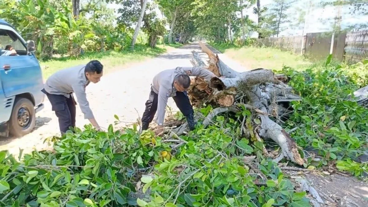 Pohon Tumbang