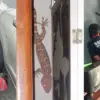 Petugas damkar, pemadam kebakaran kota Tasikmalaya, evakuasi tokek dan mobil tersangkut