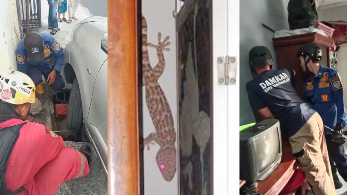 Petugas damkar, pemadam kebakaran kota Tasikmalaya, evakuasi tokek dan mobil tersangkut