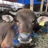 infak kurban sapi kurban