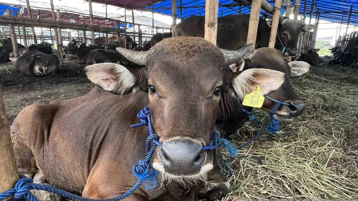 infak kurban sapi kurban
