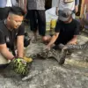 Ayam dedi mulyadi dimangsa ular sanca, petugas damkar kota tasikmalaya evakuasi ular