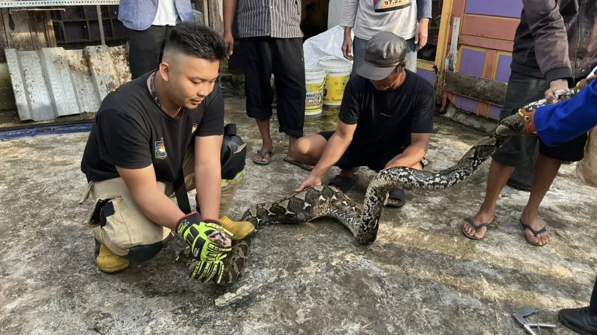Ayam dedi mulyadi dimangsa ular sanca, petugas damkar kota tasikmalaya evakuasi ular
