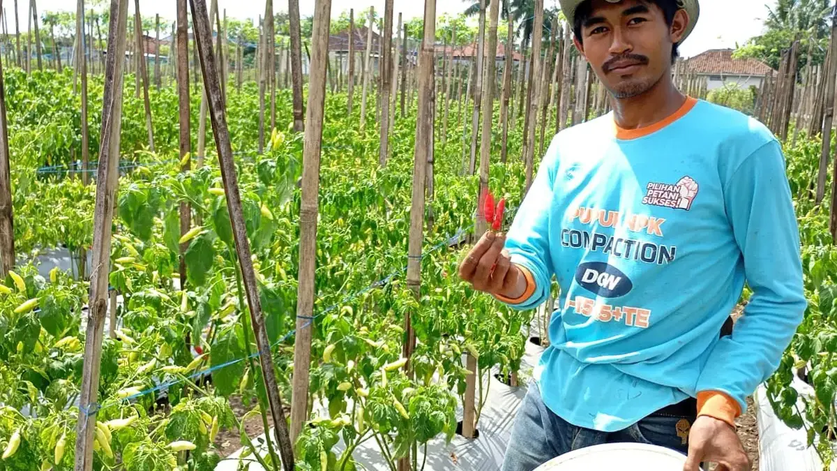 taruna muda cilendek tanam cabai
