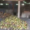 harga kelapa pangandaran