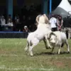 Adu Ketangkasan Domba Garut