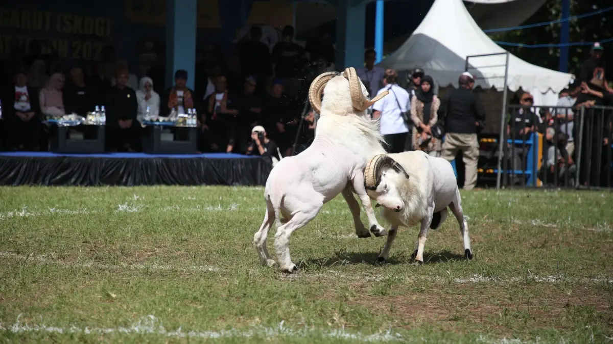 Adu Ketangkasan Domba Garut