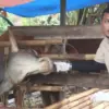 Dinas Pertanian Kabupaten Pangandaran Mengawasi Kelayakan Hewan Kurban