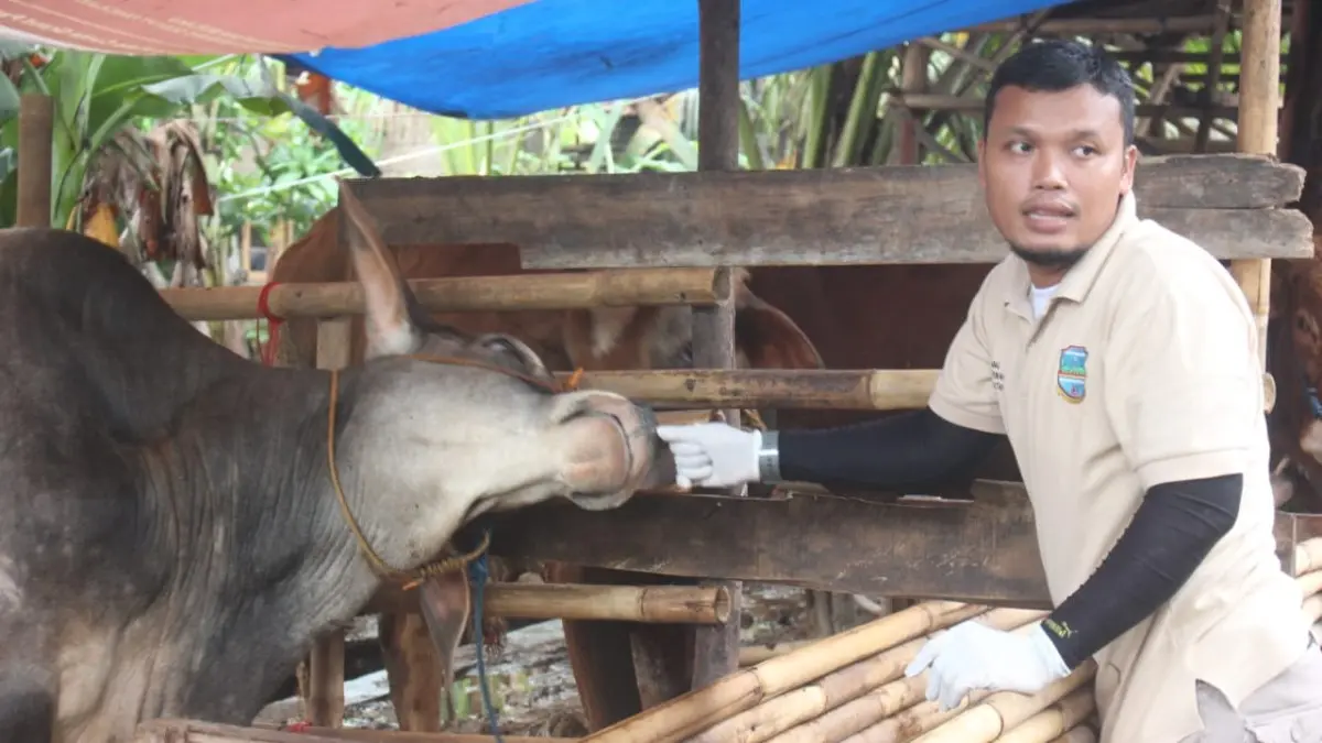 Dinas Pertanian Kabupaten Pangandaran Mengawasi Kelayakan Hewan Kurban
