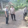 Pohon Tumbang Timpa Rumah Warga di Garut