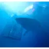 Bioskop TransTV : 47 Meters Down (istimewa: imdb.com)
