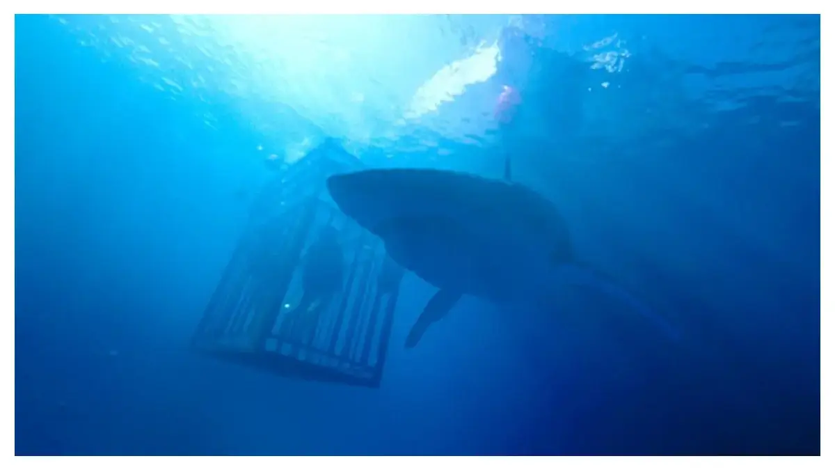 Bioskop TransTV : 47 Meters Down (istimewa: imdb.com)
