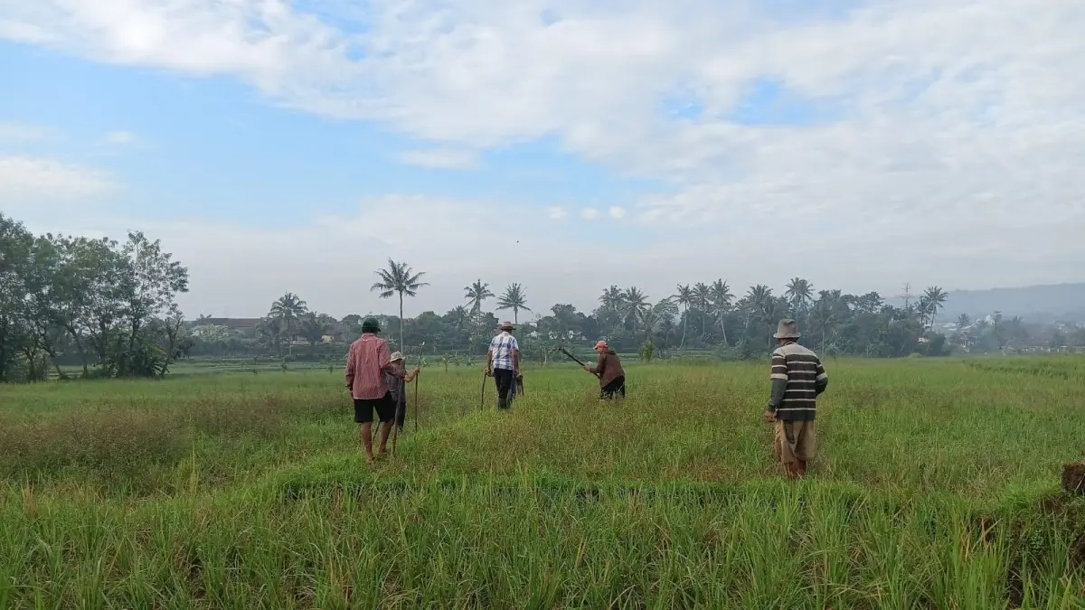 Petani Pasirhuni Ciawi Kabupaten Tasikmalaya