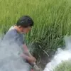 Sawah Warga Diserang Hama Tikus