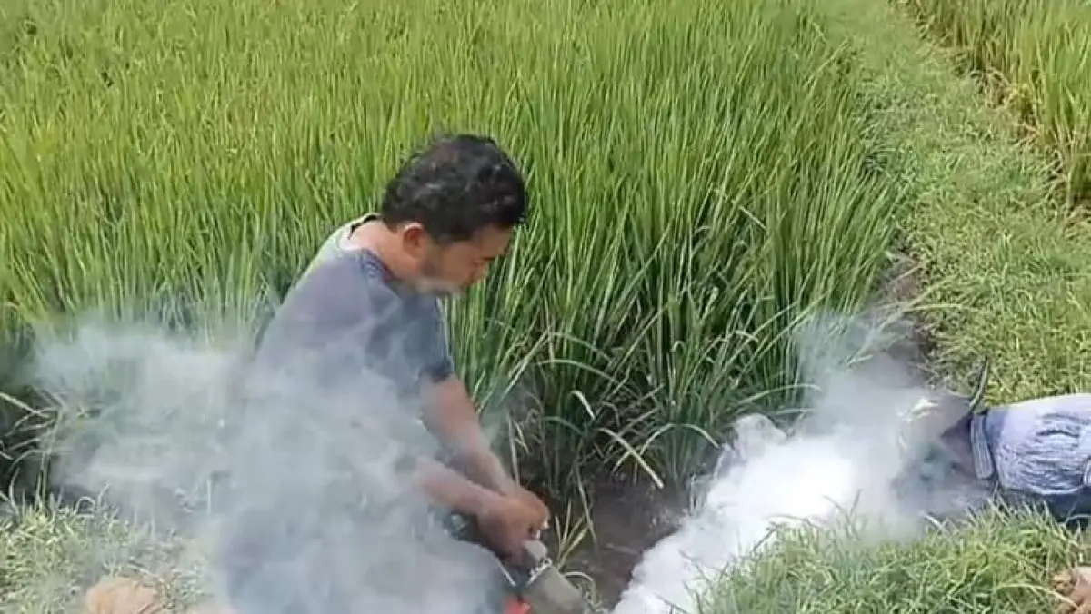 Sawah Warga Diserang Hama Tikus