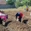 Tanam Bawang Merah