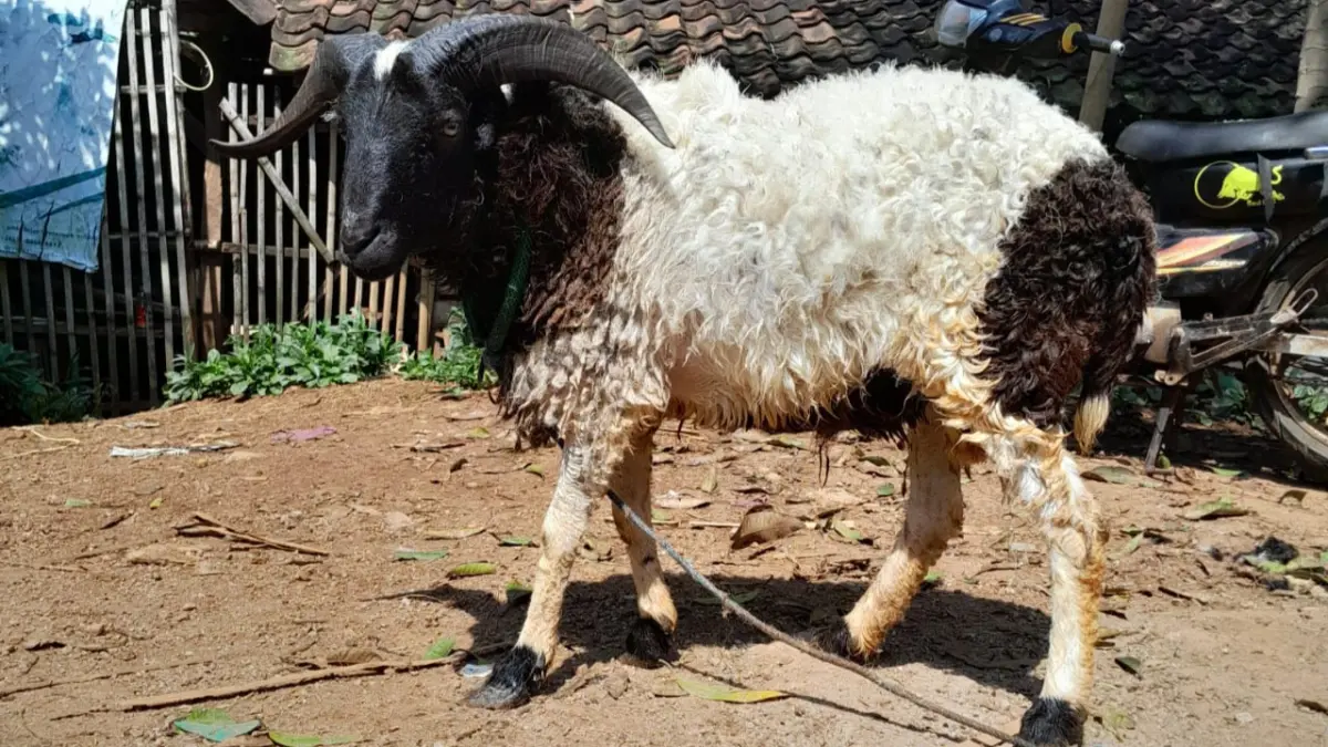 Hewan Kurban di Kabupaten Garut