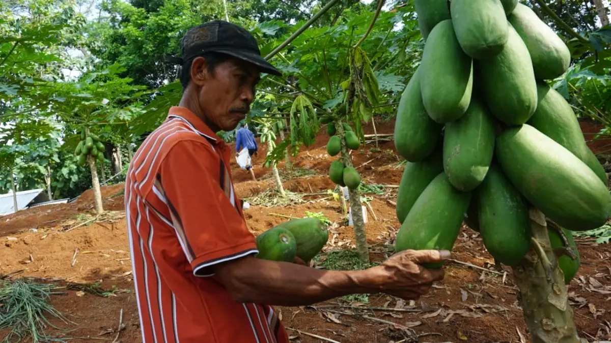 Lahan Gambut