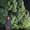 Pohon tumbang kota tasikmalaya
