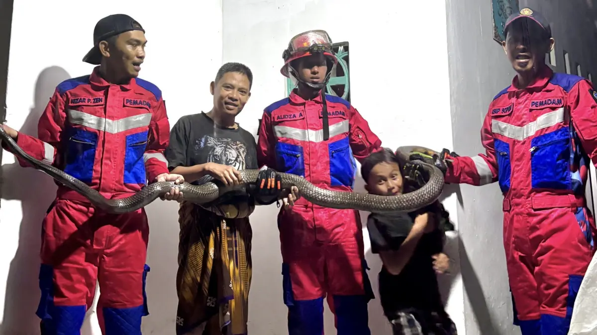 Damkar kota tasikmalaya, evakuasi ular king kobra