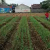 Koramil Kuatkan Ketahanan Pangan di Manonjaya