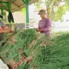 Bawang Merah