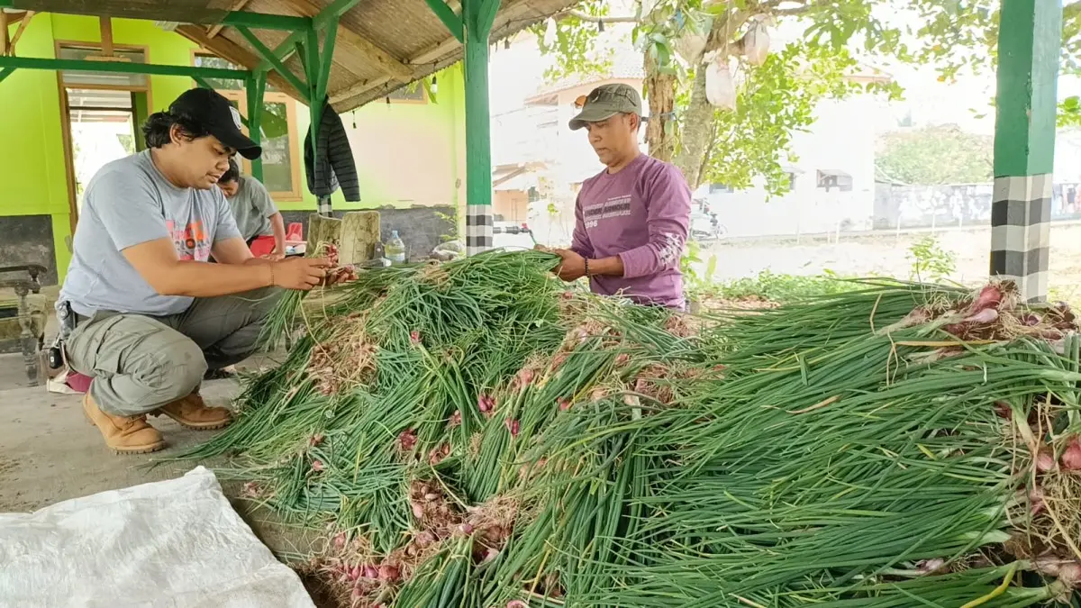 Bawang Merah