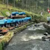 Talaga Pineus Camp