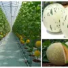 Wisata Petik Melon Premium Tasikmalaya (instagram.com @melon.premium.tasikmalaya, leonardi.ai)