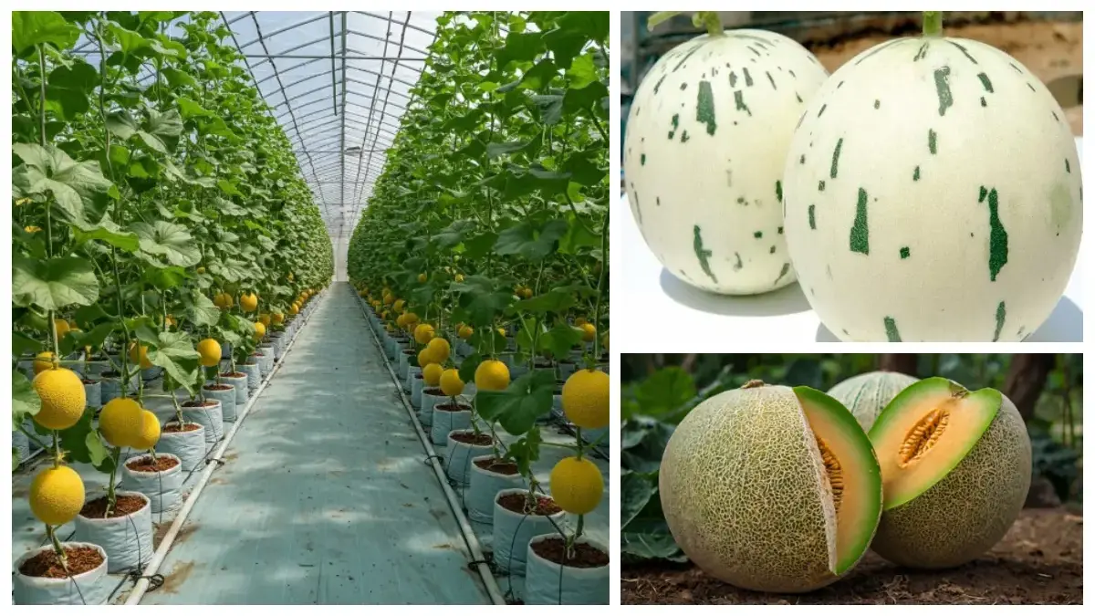 Wisata Petik Melon Premium Tasikmalaya (instagram.com @melon.premium.tasikmalaya, leonardi.ai)