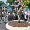 bunga bugenvil