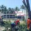 Pohon Tua di Pangandaran