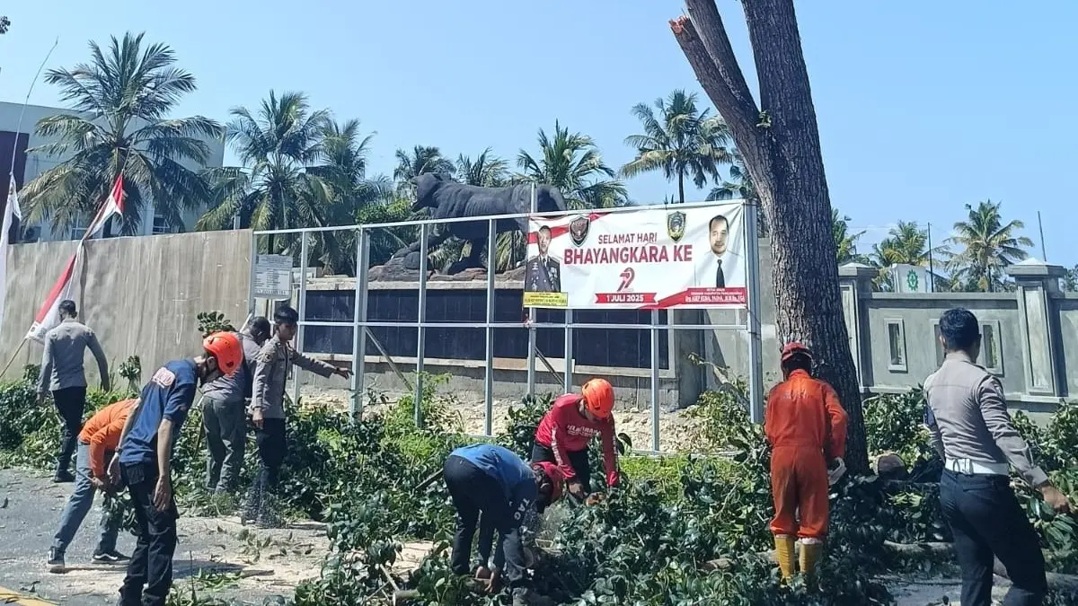 Pohon Tua di Pangandaran