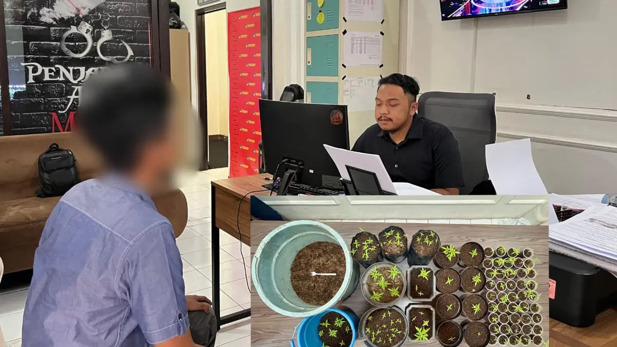 sekdes tanam ganja di garut