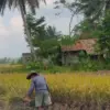 Kabupaten Ciamis Fokus Pertanian Organik