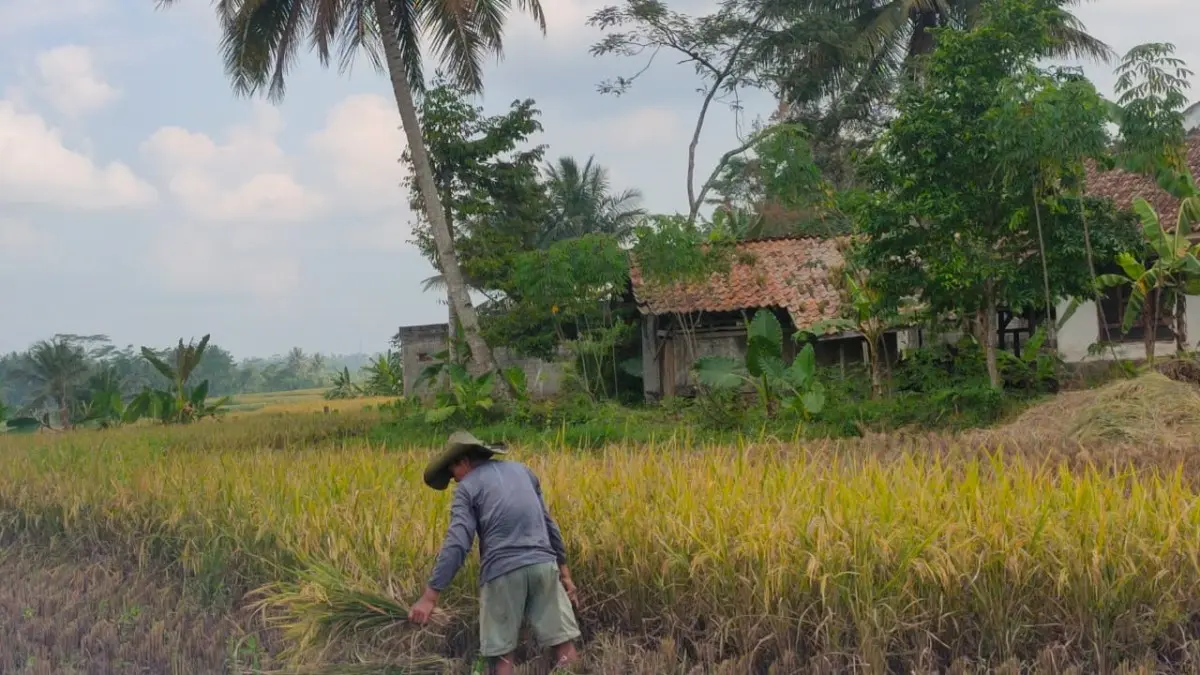 Kabupaten Ciamis Fokus Pertanian Organik