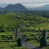Kebun Teh Ciater